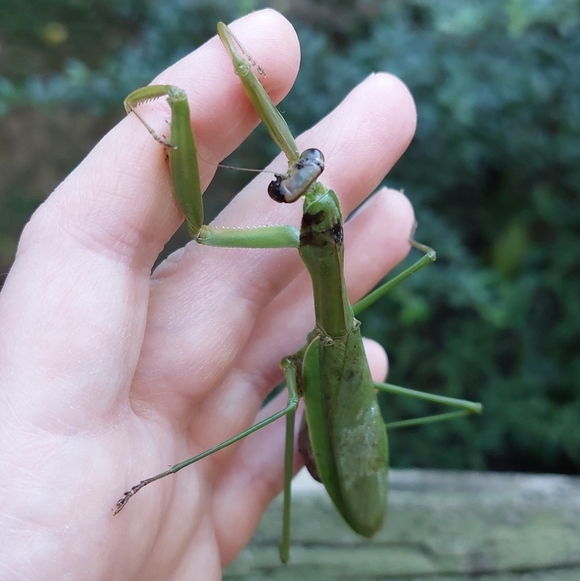 PLSreadBEFOREbuying! - Picture 8 of 16